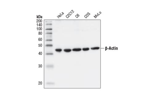 beta actin antibody
